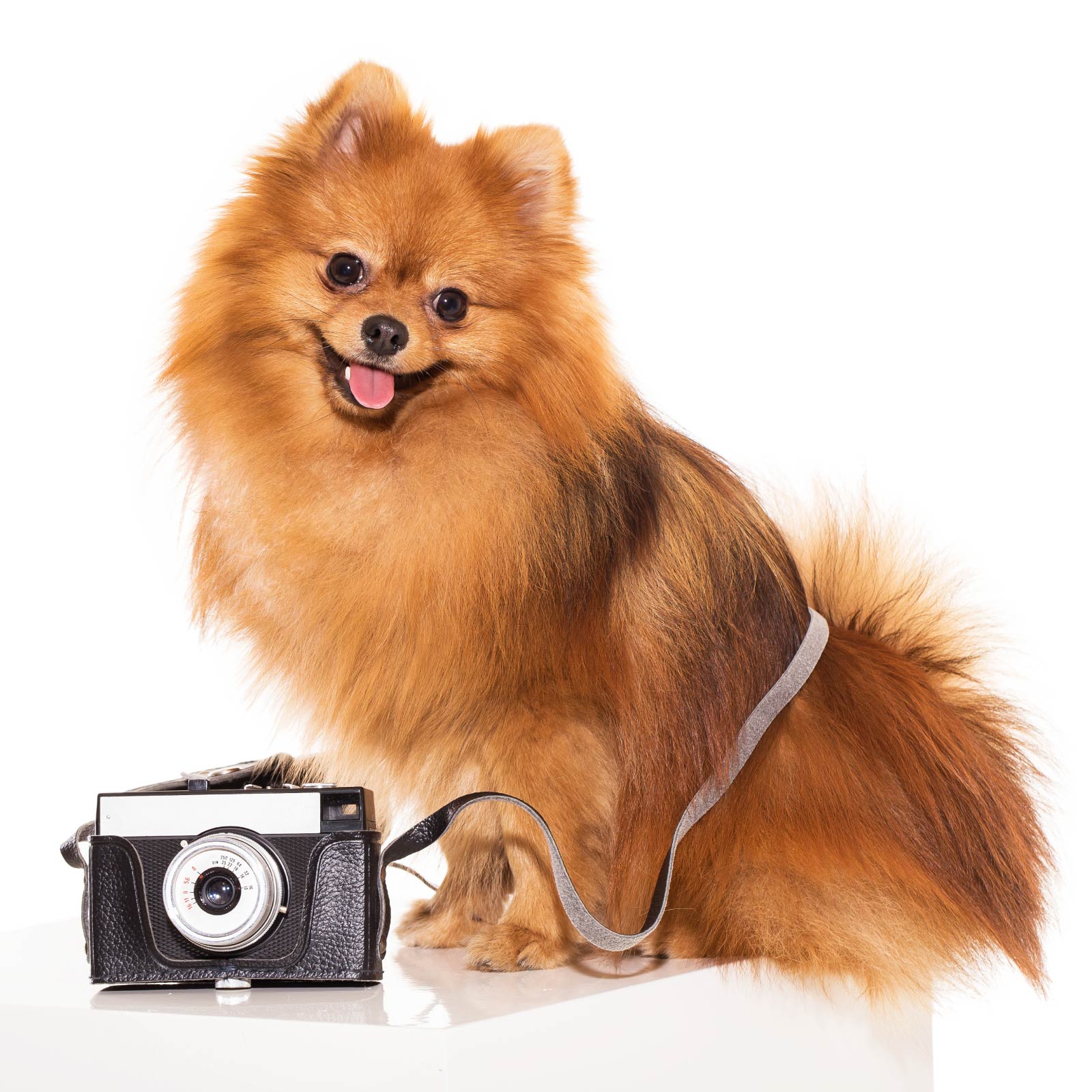 peluqueria canina en valencia