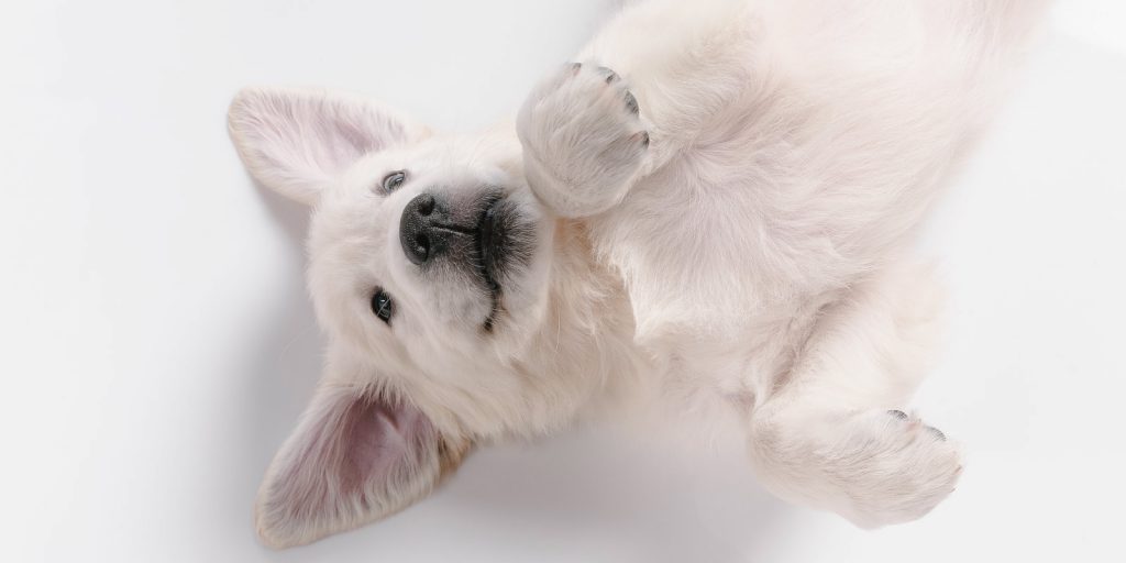 peluqueria canina en valencia