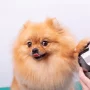 female-groomer-haircut-pomeranian-dog-600nw-2129651810